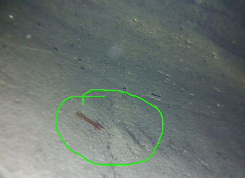 視頻內窺鏡具有哪些特點？